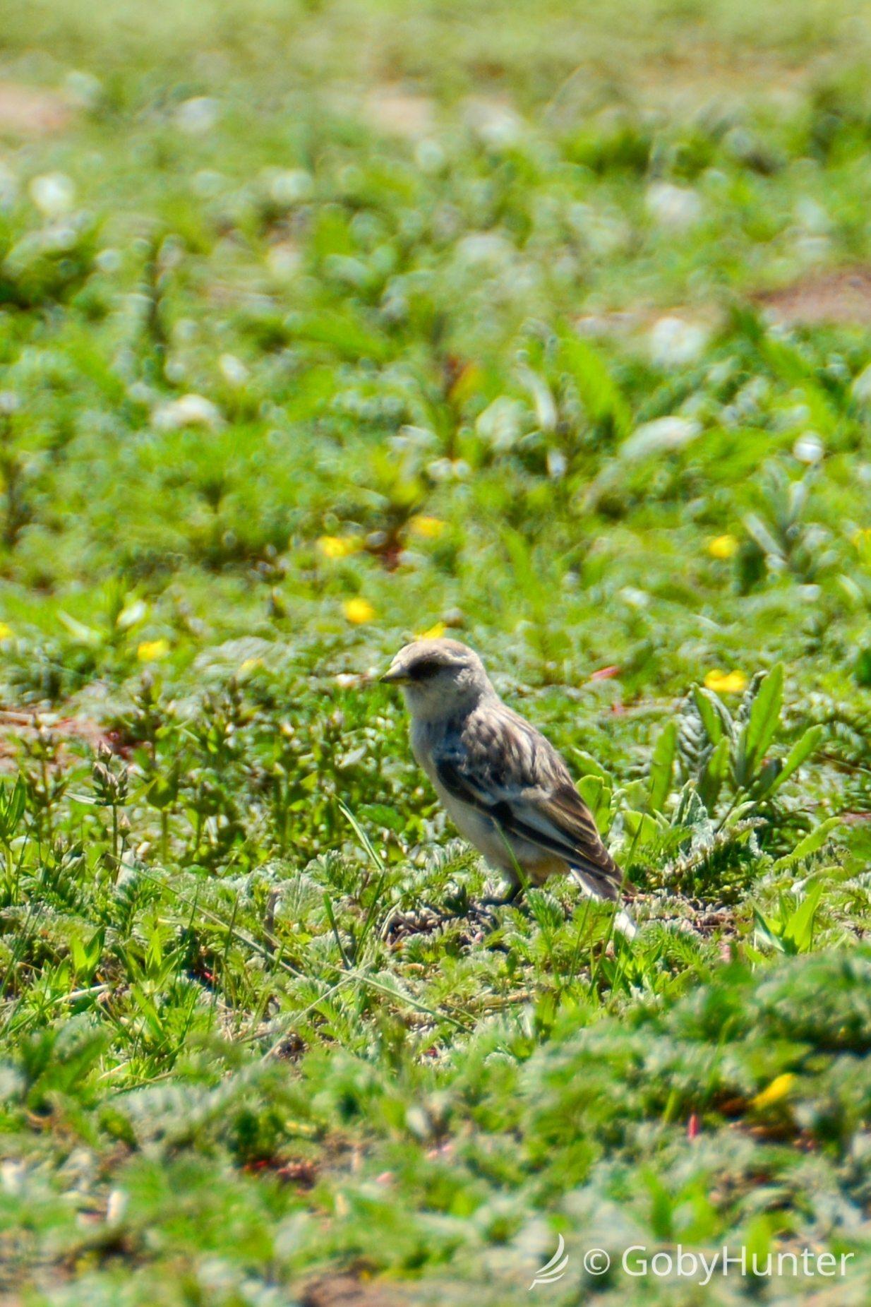 White-rumped Snowfinch