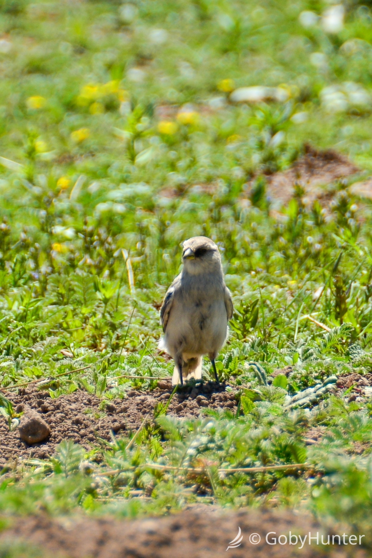 White-rumped Snowfinch