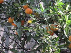 Cardellina pusilla