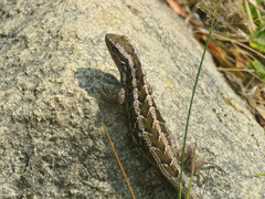 Liolaemus schroederi