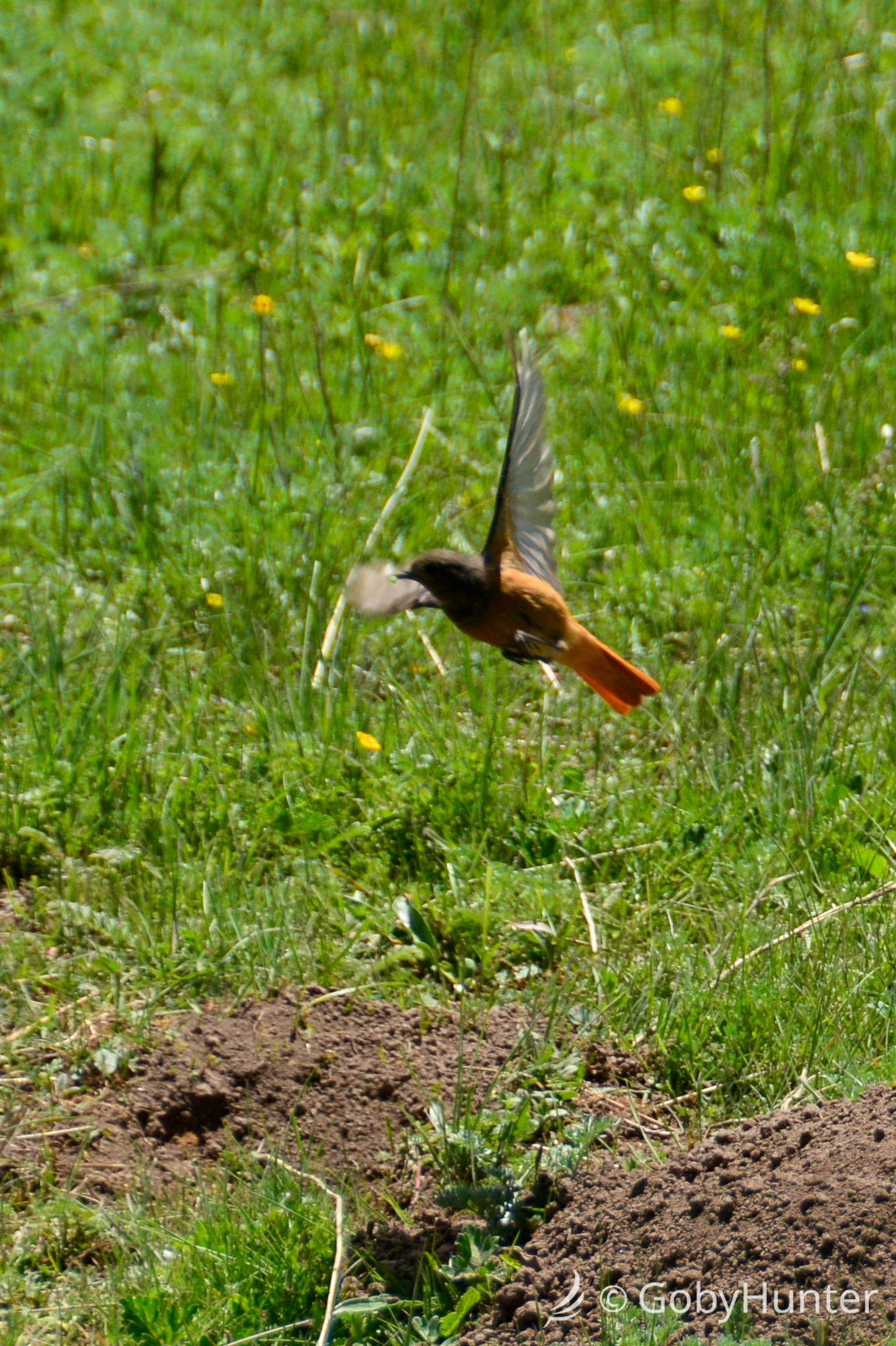 Black Redstart