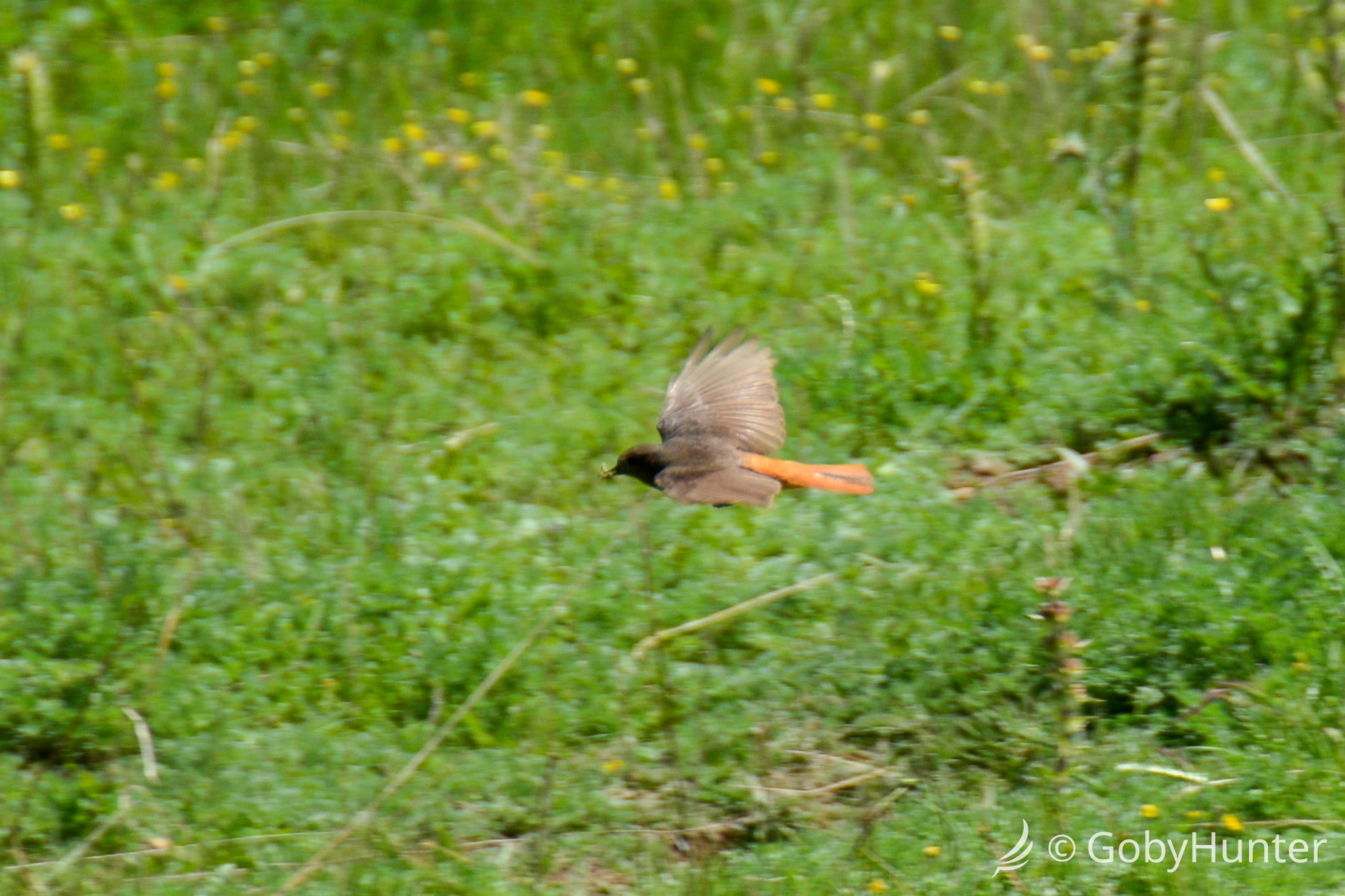 Black Redstart