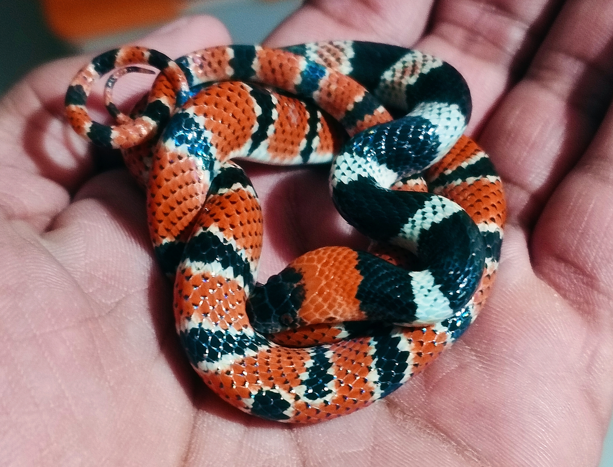 Bibron's False Coral Snake photo 2