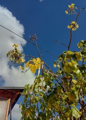 Handroanthus lapacho