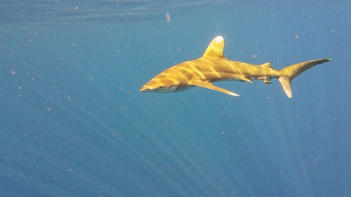 Squalus, 2025-12-07
