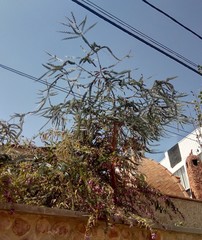 Eucalyptus pulverulenta