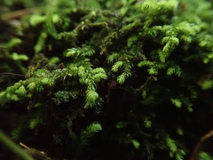 Claopodium bolanderi