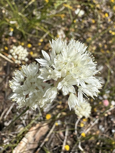narrowleaf onion (Allium amplectens)
