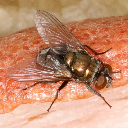 Unknown species found near Melonie Park, Lubbock, TX 79413, USA