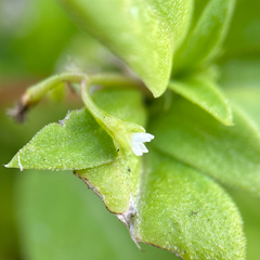 Pentodon pentandrus, photograph author not stated, no rights reserved