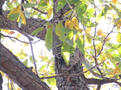 Melanerpes aurifrons