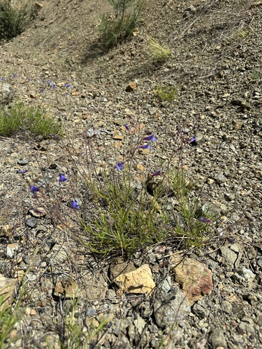 thread-leaved beardtongue (Penstemon filiformis)
