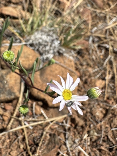 Lassen fleabane (Erigeron lassenianus)