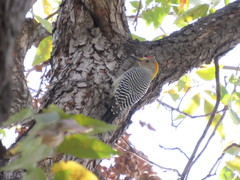 Melanerpes aurifrons