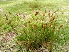 Juncus imbricatus