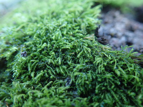 Image of Heterocladium macounii by no rights reserved