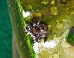 Salticidae