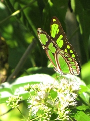 Philaethria diatonica