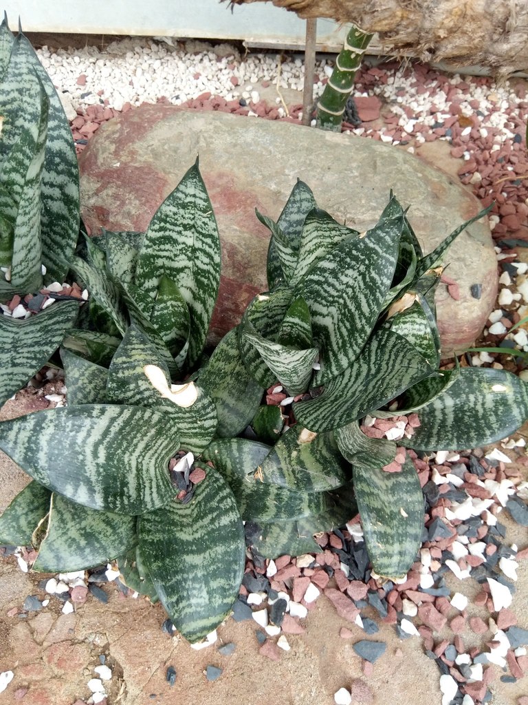 Sansevieria zeylanica (L.) Willd.