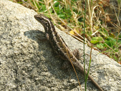 Liolaemus schroederi