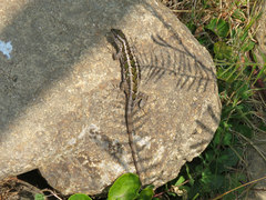 Liolaemus schroederi
