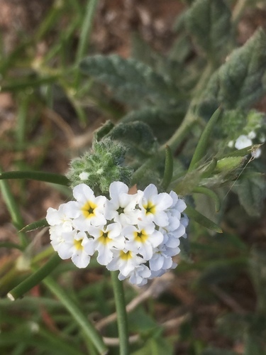 Heliotropium europaeum image