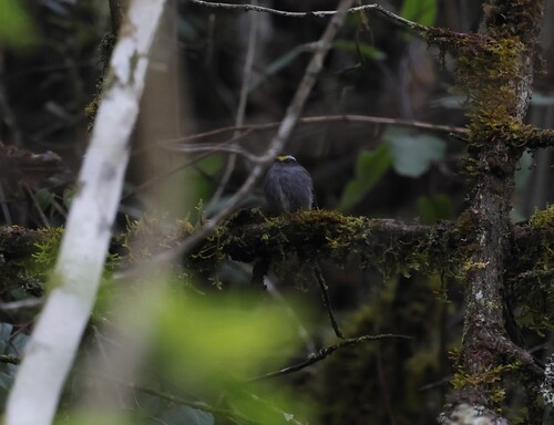 Jelski's Chat-Tyrant (Silvicultrix jelskii)