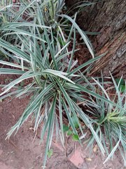 Ophiopogon jaburan