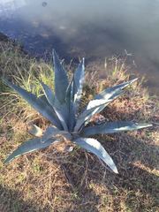 Agave