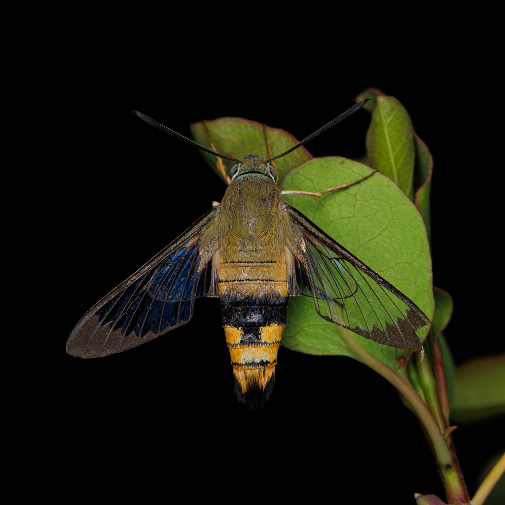 Gardenia Bee Hawk