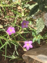 Spergularia fimbriata