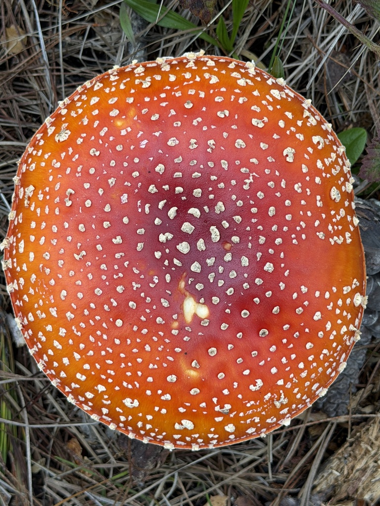 Amanita muscaria flavivolvata · December 2025 · photo: © aheyman1 (iNaturalist, cc0)