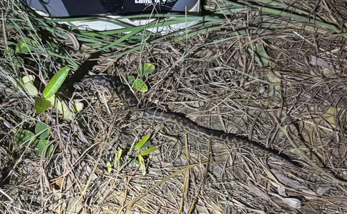 Spotted Python sighting