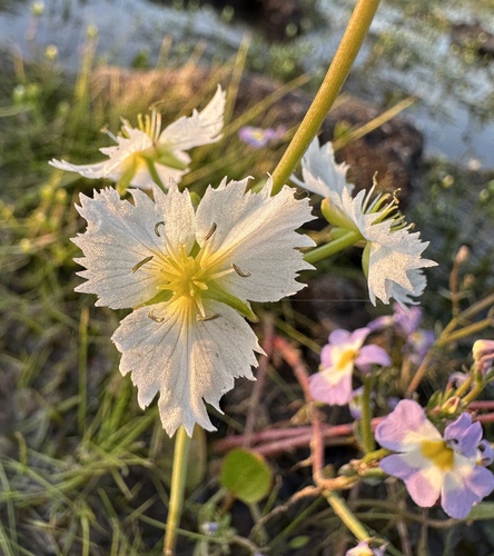 California damsonium (Damasonium californicum)