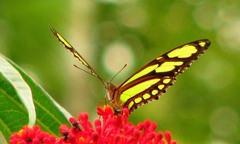 Philaethria diatonica