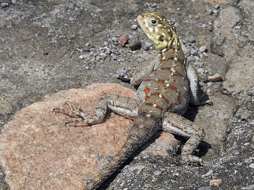 Kenyan Rock Agama