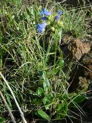 Penstemon elegantulus