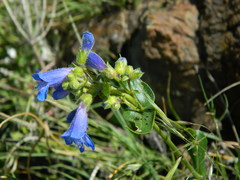 Penstemon elegantulus