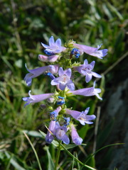 Penstemon elegantulus