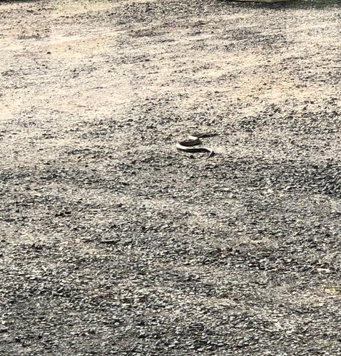 Tiger Snake sighting