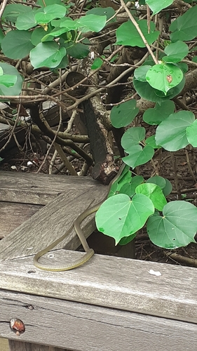 Common Tree Snake sighting