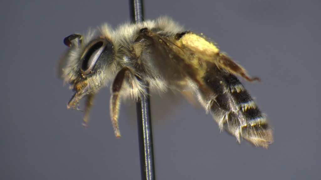Andrena gordoni