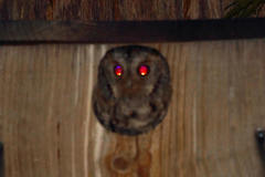 Psiloscops flammeolus