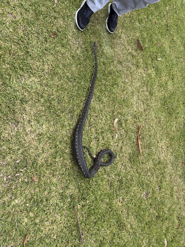 Diamond Python sighting