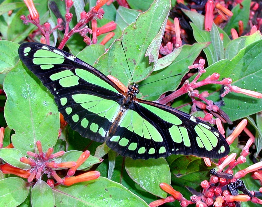 northern green longwing