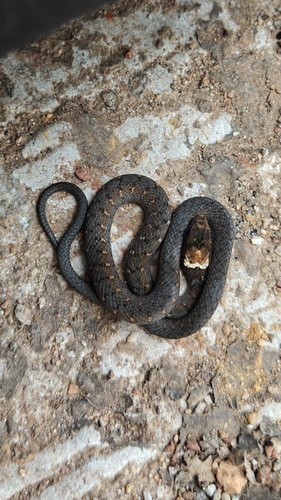 Sahyadriophis uttaraghati