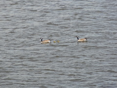 Branta canadensis