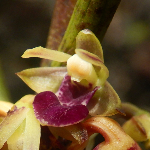 Luisia tristis