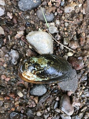 Unionoidea
