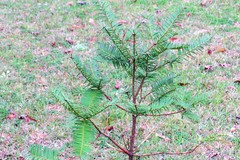 Torreya taxifolia image